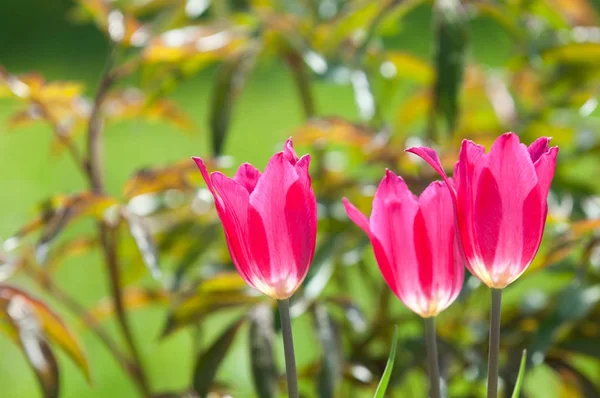 Bahar peyzaj, lale flowerbed şehir içinde. Lale doğa arka planda. Güzel bahar çiçekleri yeşil flowerbed bir şehir parkı üzerinde closeup. Bokeh bahar arka plan çiçeklerle.