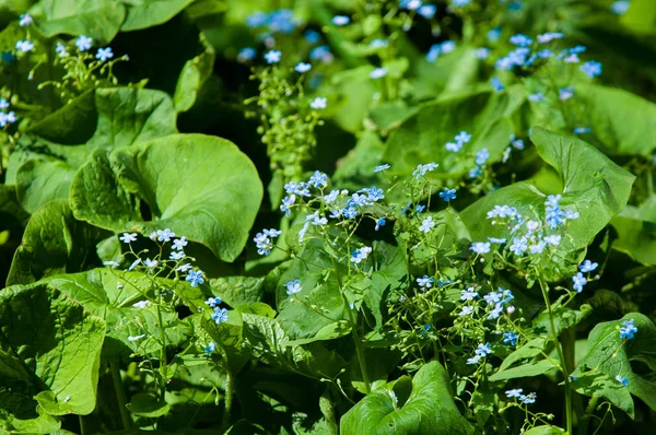 Brunnera Genere Piante Fiore Della Famiglia Delle Boraginaceae — Foto Stock