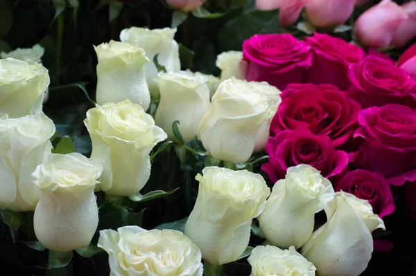 Bir buket gül fotoğraf. Bir dikenli çalı veya genellikle kırmızı, pembe, sarı veya beyaz güzel kokulu çiçekler, kuzey ılıman bölgelere yerli ayılar çalı. 