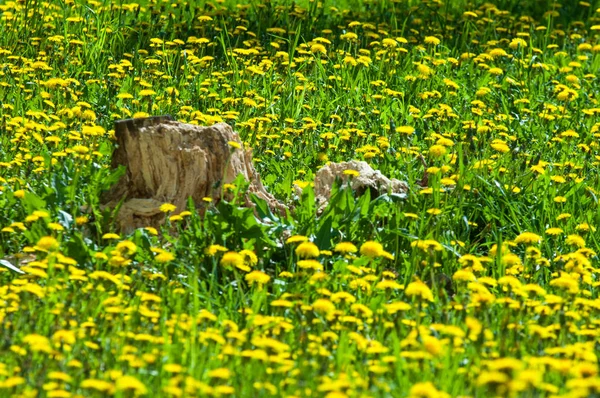 Texture Background Pattern Landscape Spring Old Stump Flowers Dandelion Yellow — Stock Photo, Image