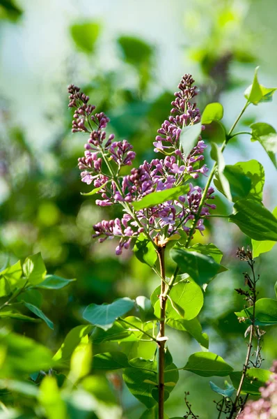 Spring, lilac flowers. Pale lilac flowers of the lilac branches with green leaves with blurred background. Green branch with spring lilac flowers.