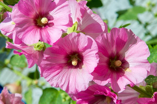 Ebegümeci çiçekler. kıllı kaynaklanıyor, pembe ya da mor çiçekler ve disk şeklinde meyve otsu bir bitki. Birkaç tür süsbitkileri yetiştirilen ve bazı yemeklik.