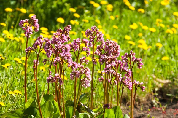 Bergenia elephant-eared saxifrage, elephant\'s ears. Bergenia cordifolia Bergenia crassifolia or badan blooming with purple flowers. Heart-leaf