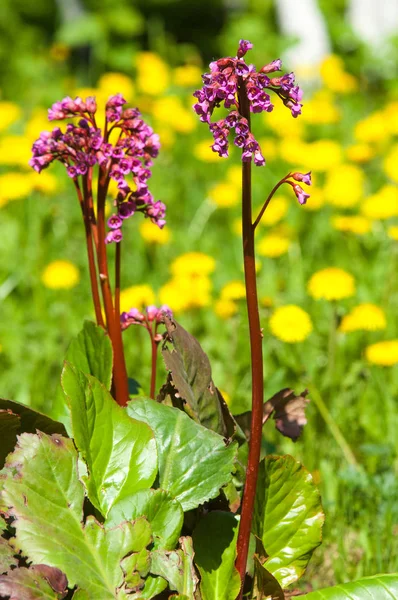 Bergenia saxifrage, filin kulağı fil kulaklı. Bergenia cordifolia Bergenia crassifolia ya da mor çiçekler açan badan. Kalp yapraklı 