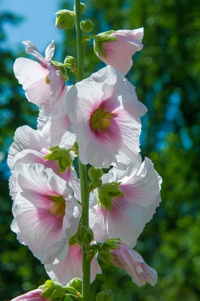 Fiori Malva Una Pianta Erbacea Con Fusti Pelosi Fiori Rosa — Foto Stock