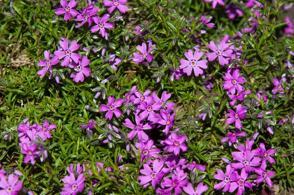 Cezayir menekşesi Latince: bağlama, femaleness için vincire. çiçekli bitkiler Apocynaceae ailesindeki cinsidir,