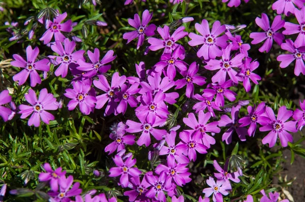 Cezayir menekşesi Latince: bağlama, femaleness için vincire. çiçekli bitkiler Apocynaceae ailesindeki cinsidir,