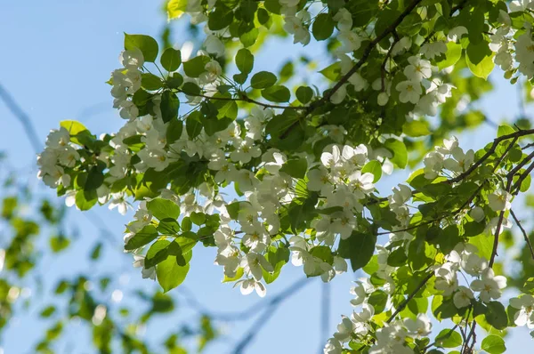 Bahar manzara, elma. Bahar çiçekleri. Bir arka plan doğa, bahar çiçekleri çiçek açması bir elma. Romantik zerafet Vintage Illustration yaprak ve çiçek bir elma ağacının ile