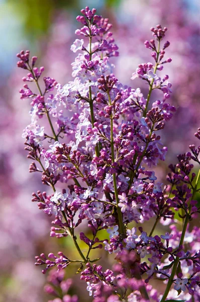 Bahar, leylak çiçeği. Arka plan bulanık ile yeşil yaprakları ile leylak dalı solgun eflatun çiçekler. Bahar eflatun çiçekli yeşil şube. 