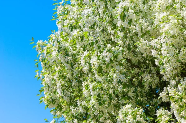 Bahar manzara, elma. Bahar çiçekleri. Bir arka plan doğa, bahar çiçekleri çiçek açması bir elma. Romantik zerafet Vintage Illustration yaprak ve çiçek bir elma ağacının ile