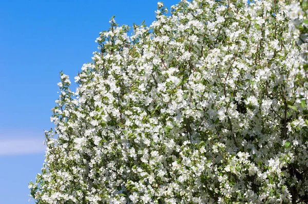 Bahar manzara, elma. Bahar çiçekleri. Bir arka plan doğa, bahar çiçekleri çiçek açması bir elma. Romantik zerafet Vintage Illustration yaprak ve çiçek bir elma ağacının ile