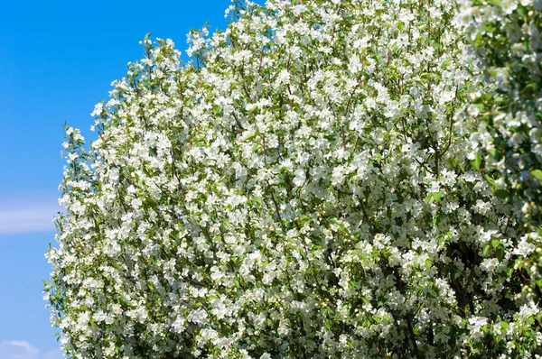 Bahar manzara, elma. Bahar çiçekleri. Bir arka plan doğa, bahar çiçekleri çiçek açması bir elma. Romantik zerafet Vintage Illustration yaprak ve çiçek bir elma ağacının ile
