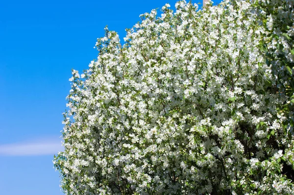 Bahar manzara, elma. Bahar çiçekleri. Bir arka plan doğa, bahar çiçekleri çiçek açması bir elma. Romantik zerafet Vintage Illustration yaprak ve çiçek bir elma ağacının ile