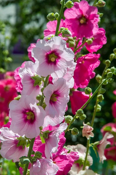 Ebegümeci çiçekler. kıllı kaynaklanıyor, pembe ya da mor çiçekler ve disk şeklinde meyve otsu bir bitki. Birkaç tür süsbitkileri yetiştirilen ve bazı yemeklik.