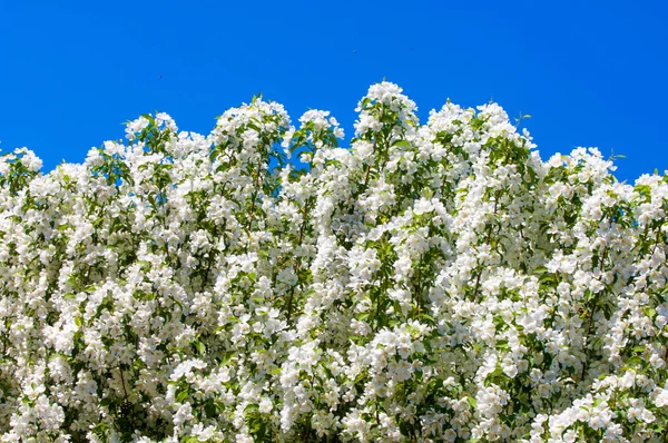 Bahar manzara, elma. Bahar çiçekleri. Bir arka plan doğa, bahar çiçekleri çiçek açması bir elma. Romantik zerafet Vintage Illustration yaprak ve çiçek bir elma ağacının ile