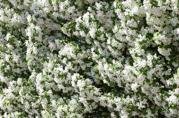 Teknogen peyzaj, kentsel. Yükselen güneş ışınlarının kutbunda enerji. Mesajını yüksek kurşun transferi için. Çelik elektrik direkleri