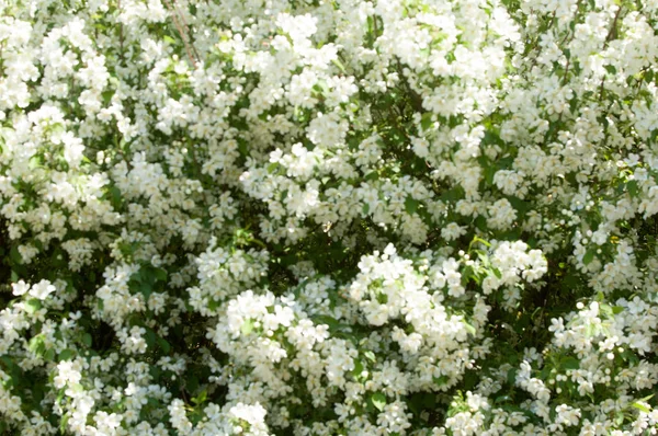Bahar Manzara Elma Bahar Çiçekleri Bir Arka Plan Doğa Bahar — Stok fotoğraf