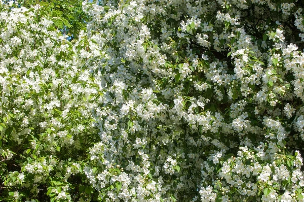 Paesaggio Primaverile Mela Fiori Primaverili Una Mela Fiorita Uno Sfondo — Foto Stock