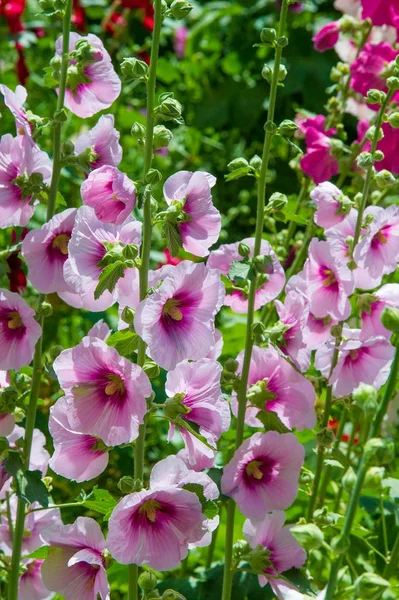 Flores Malva Una Planta Herbácea Con Tallos Peludos Flores Color —  Fotos de Stock