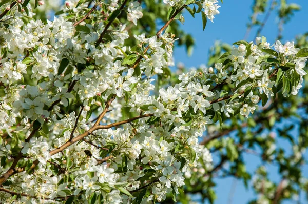 Lente Landschap Apple Lente Bloemen Een Bloeiende Appel Een Achtergrond — Stockfoto