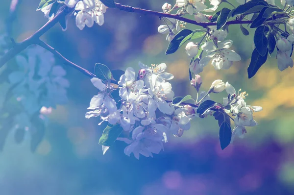 Spring landscape, apple. Spring flowers. A blossoming apple on a background of nature, spring flowers. Romantic elegance Vintage illustration with leaves and flowers of an apple tree