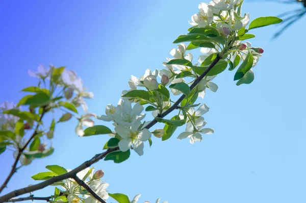 Bahar manzara, elma. Bahar çiçekleri. Bir arka plan doğa, bahar çiçekleri çiçek açması bir elma. Romantik zerafet Vintage Illustration yaprak ve çiçek bir elma ağacının ile