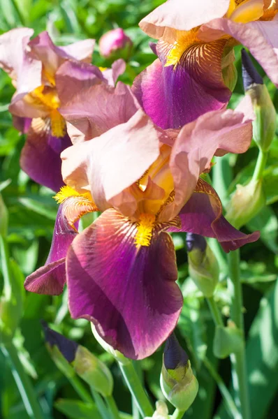 Iris is a genus of about 260-300, species of flowering plants with showy flowers. It takes its name from the Greek word for a rainbow, which is also the name for the Greek goddess of the rainbow Iris.