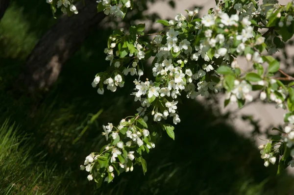 Bahar manzara, elma. Bahar çiçekleri. Bir arka plan doğa, bahar çiçekleri çiçek açması bir elma. Romantik zerafet Vintage Illustration yaprak ve çiçek bir elma ağacının ile