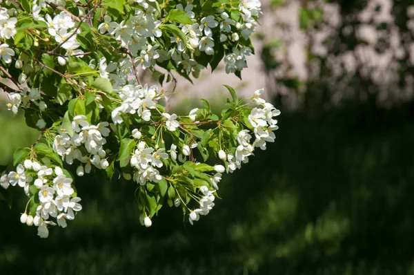 Bahar manzara, elma. Bahar çiçekleri. Bir arka plan doğa, bahar çiçekleri çiçek açması bir elma. Romantik zerafet Vintage Illustration yaprak ve çiçek bir elma ağacının ile