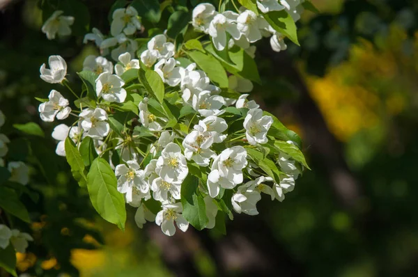 Bahar manzara, elma. Bahar çiçekleri. Bir arka plan doğa, bahar çiçekleri çiçek açması bir elma. Romantik zerafet Vintage Illustration yaprak ve çiçek bir elma ağacının ile