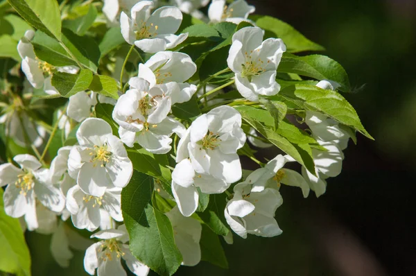Bahar manzara, elma. Bahar çiçekleri. Bir arka plan doğa, bahar çiçekleri çiçek açması bir elma. Romantik zerafet Vintage Illustration yaprak ve çiçek bir elma ağacının ile