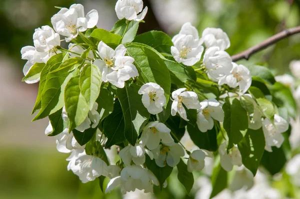Bahar manzara, elma. Bahar çiçekleri. Bir arka plan doğa, bahar çiçekleri çiçek açması bir elma. Romantik zerafet Vintage Illustration yaprak ve çiçek bir elma ağacının ile