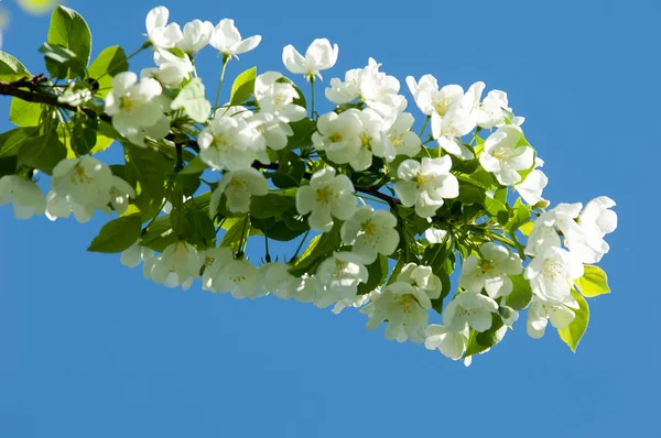 Bahar manzara, elma. Bahar çiçekleri. Bir arka plan doğa, bahar çiçekleri çiçek açması bir elma. Romantik zerafet Vintage Illustration yaprak ve çiçek bir elma ağacının ile