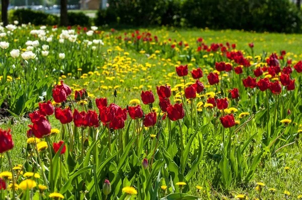 Çiçekler, bahar yatay. Lale. Lale güzel buket. renkli lale. lale bahar, renkli lale içinde. Çiçek Lale arka plan. Güzel bir renk laleler manzarası. 