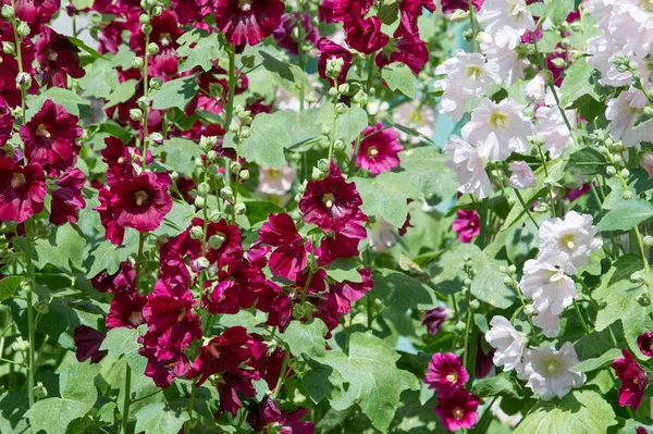 Mallow Flowers Herbaceous Plant Hairy Stems Pink Purple Flowers Disk — Stock Photo, Image