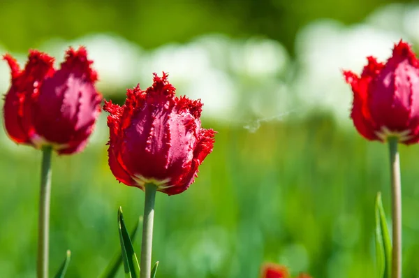 Spring landscape with flowers. Tulip. Beautiful bouquet of tulips. colorful tulips. tulips in spring, colourful tulip. Flower tulips background. Beautiful view of color tulips.