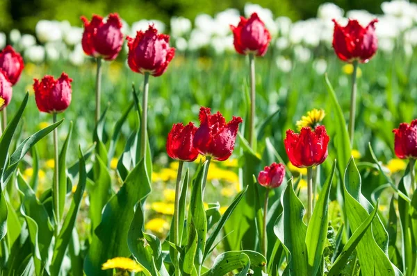 Çiçekler, bahar yatay. Lale. Lale güzel buket. renkli lale. lale bahar, renkli lale içinde. Çiçek Lale arka plan. Güzel bir renk laleler manzarası. 