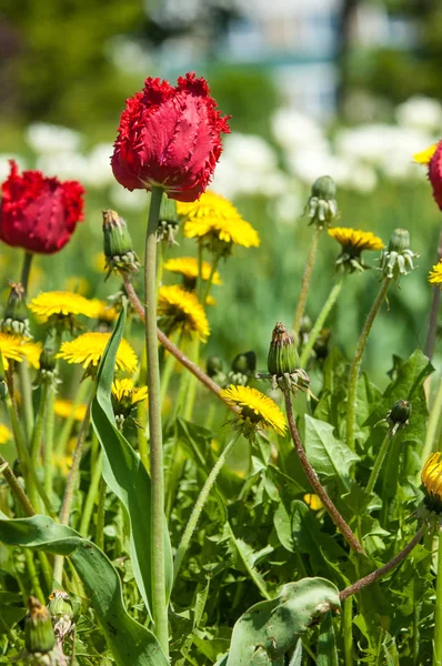 Wiosenny Krajobraz Kwiatami Tulipan Piękny Bukiet Tulipanów Kolorowe Tulipany Tulipany — Zdjęcie stockowe