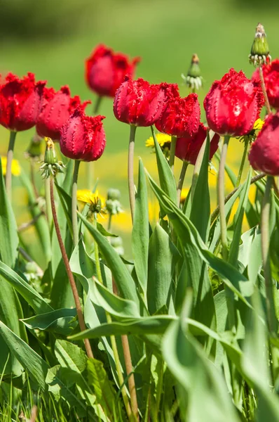 Çiçekler, bahar yatay. Lale. Lale güzel buket. renkli lale. lale bahar, renkli lale içinde. Çiçek Lale arka plan. Güzel bir renk laleler manzarası. 