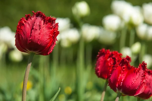 花と春の風景 チューリップ チューリップの美しい花束 色とりどりのチューリップ 色鮮やかなチューリップのチューリップ 花チューリップ背景 色のチューリップの美しい景色 — ストック写真
