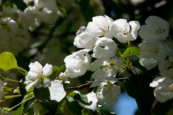 Elma ağacının çiçekleri. İlkbaharda çiçek açan elma. Güzel çiçek açan elma bahçesi. Üreme organlarının (stamens ve meyve oluşan bitki, tohum parçası),
