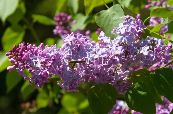 Красивые Свежие Фиолетовые Цветы Закрыть Фиолетовые Цветы Весенний Цветок Ветвь — стоковое фото