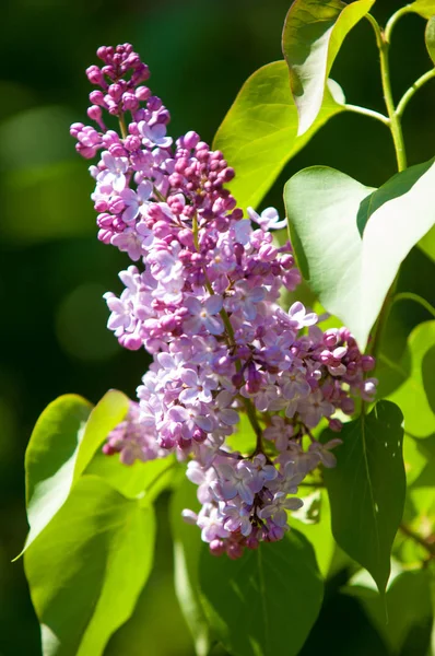 Güzel mor menekşe çiçekleri. Mor çiçekleri kapatın. Bahar çiçeği, leylak dalı. Leylak çalısı, leylak arkaplan. Bahar leylağı çiçekli dal.