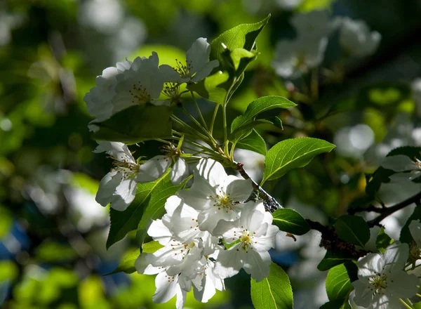 苹果树的花朵 春天盛开的苹果 美丽的盛开的苹果果园 植物的种子部分 由生殖器官组成 雄蕊和果实 — 图库照片