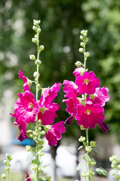 Ebegümeci çiçekler. kıllı kaynaklanıyor, pembe ya da mor çiçekler ve disk şeklinde meyve otsu bir bitki. Birkaç tür süsbitkileri yetiştirilen ve bazı yemeklik.