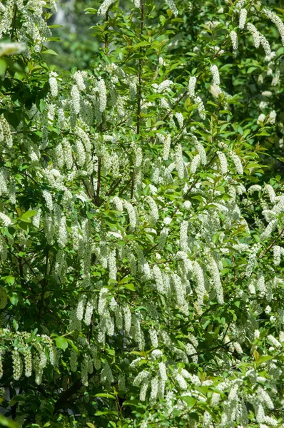 stock image Bird cherry flowers. Spring flowers on a tree