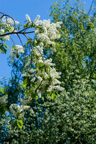 Kuş kiraz, parlak arkadan aydınlatmalı gökyüzü karşı dalı closeup. kuş kiraz çiçekleri