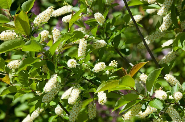 Häggen Blommar Vårblommor Ett Träd — Stockfoto