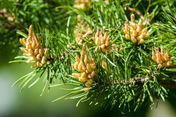 Kiefernzweig Frühjahr Junger Grüner Kiefernzweig Frühlingswald Kiefernzweig Mit Neuem Schwung — Stockfoto