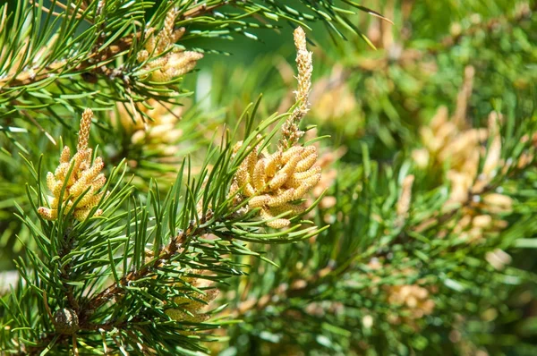 Sprig Pine Spring Young Green Pine Branch Spring Forest Sprig — Stock Photo, Image